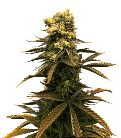 Сорт Glue Kripple fem (Dr. Krippling Seeds)