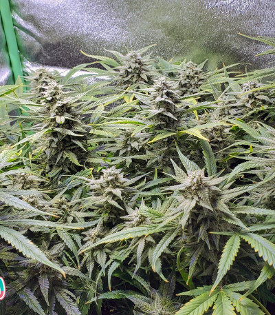 Сорт Wedding Cake Auto fem (Barney's Farm)