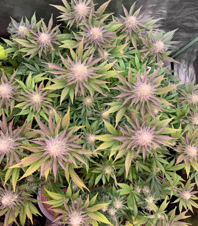 Сорт Cookies Purple Punch fem (Medical Seeds)