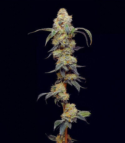 Сорт Farmer’s Daughter fem (Humboldt Seed Company)