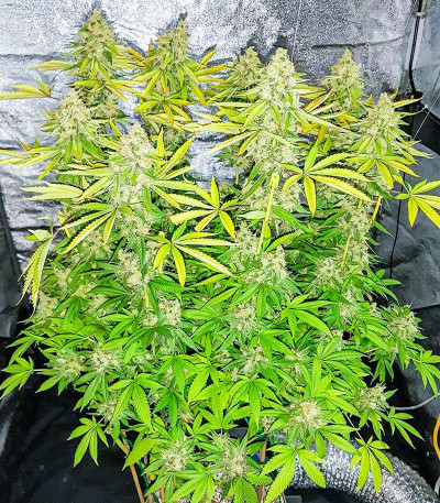 Сорт Mandarin Thuggee fem (AlphaFem Seeds)