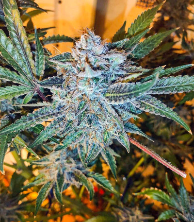 Сорт Sherbet Cuvee Cookies fem (Cali Buds Seeds)