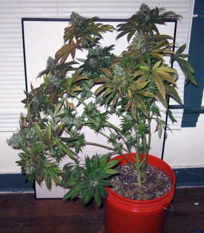 Сорт TrainWreck fem (Green House Seeds)