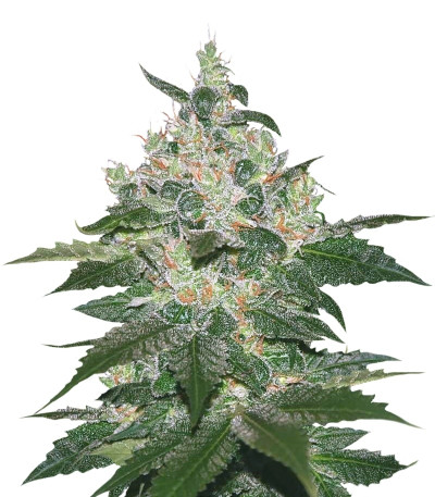 Сорт Afghan Kush fem (World of Seeds)