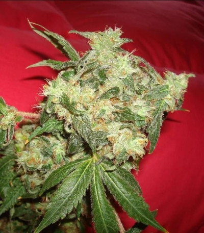 Сорт White Widow fem (Green House Seeds)