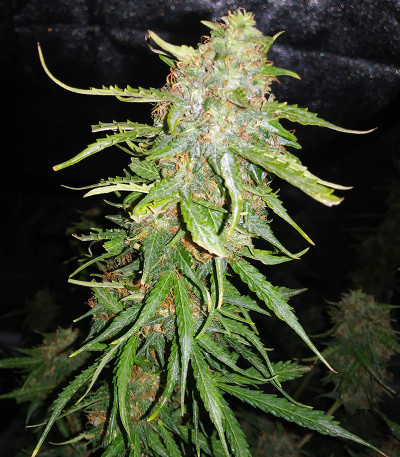 Сорт Auto Northern Lights fem (00 Seeds)