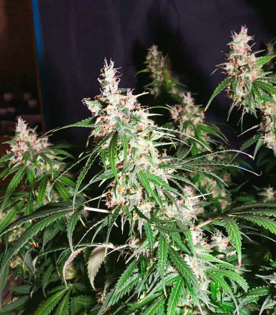 Сорт Animal Face Auto fem (Cali Buds Seeds)