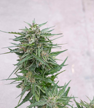 Сорт Auto Northern Lights fem (Pyramid Seeds)