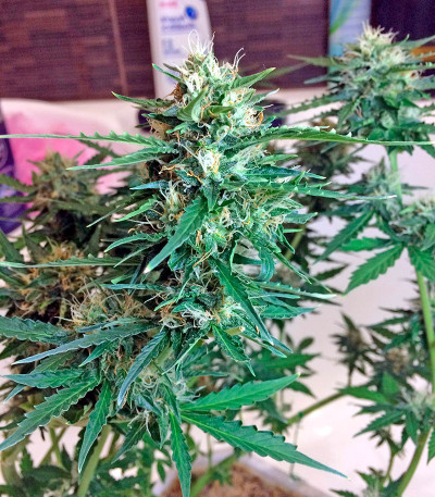 Сорт Northen Light X Skunk fem (World of Seeds)