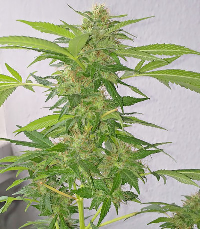 Сорт White Widow fem (Vision Seeds)