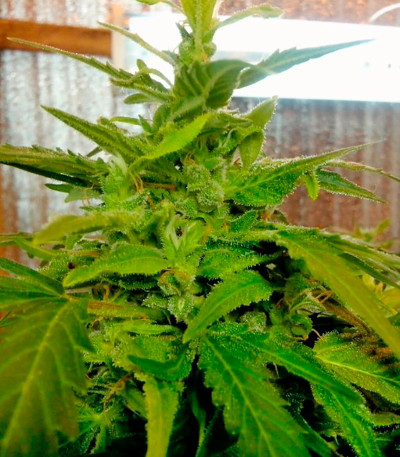 Сорт Speedy Gonzales Auto (Speedy Boom Auto) fem