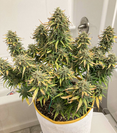 Сорт Original Trainwreck Auto fem (FastBuds)