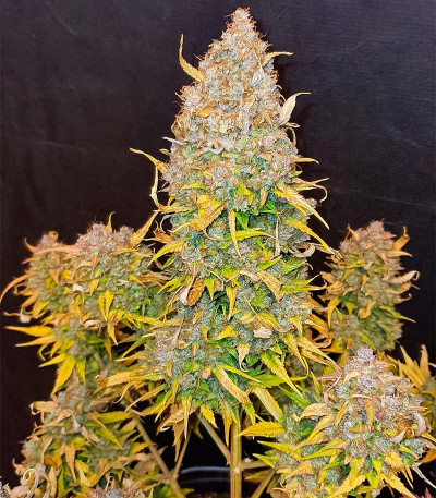 Сорт GMO Auto fem (Barney's Farm)