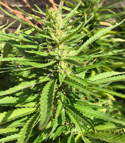 Сорт Godzilla Original Glue GG#4 fem (Herbies Seeds)