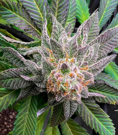 Сорт End Game R2 fem (Ethos Genetics)