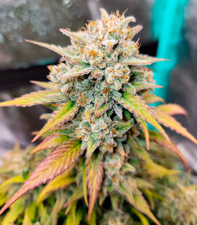 Сорт Papaya Cookies Auto fem (FastBuds)