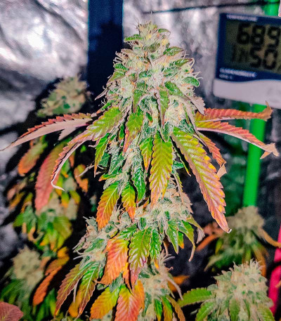 Сорт San Bacio Burger fem (Advanced Seeds)