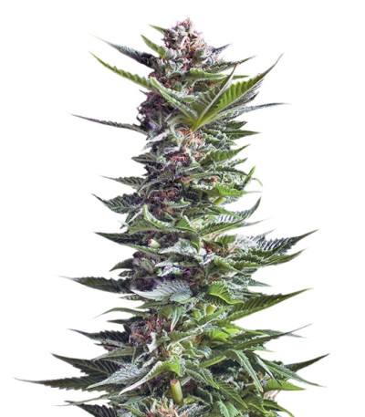 Сорт Shining Silver Haze fem (Royal Queen Seeds)