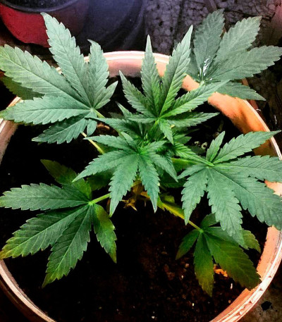 Сорт Critical Chronic fem (Sumo Seeds)