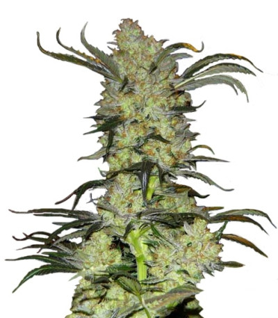 Сорт King’s Kush fem