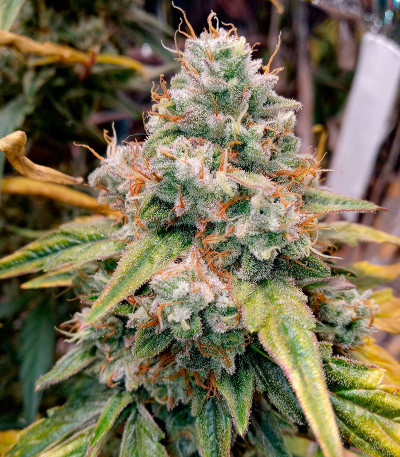 Сорт Planet of the Grapes RBX fem (Ethos Genetics)