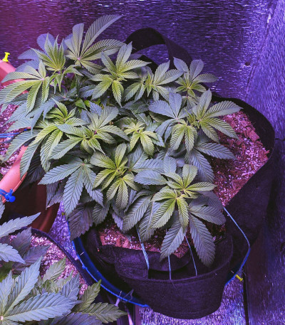 Сорт Sweet Valley Kush fem (Green House Seeds)