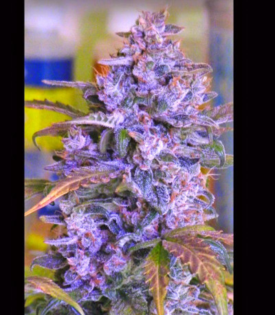 Сорт Incredible Bulk Auto fem (Dr. Krippling Seeds)