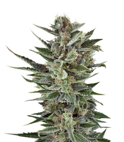 Сорт Quick One auto fem (Royal Queen Seeds)