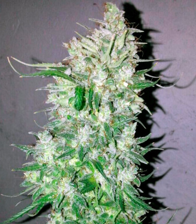 Сорт Auto Tutankhamon fem (Pyramid Seeds)