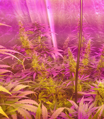 Сорт Auto Speed Bud fem (Female Seeds)