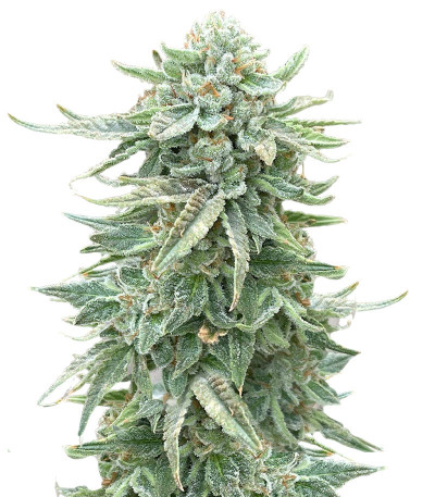 Сорт Dozy Doz fem (AlphaFem Seeds)