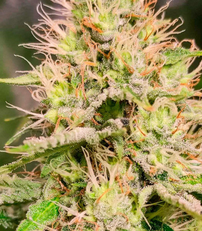 Сорт Frosted Guava fem (Original Sensible Seeds)