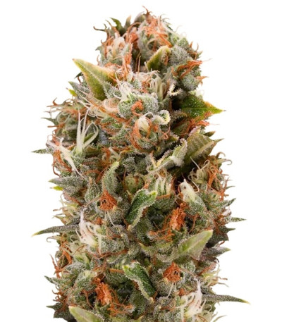 Сорт Chemdawg fem (Humboldt Seeds)