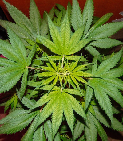 Сорт Lemon Shining Silver Haze (Lemon Haze) fem