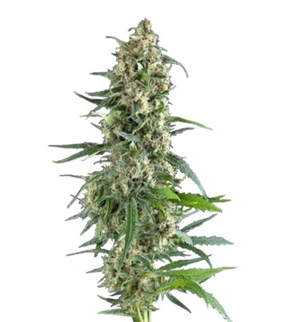 Сорт Auto Amnesia Gold fem (Pyramid Seeds)