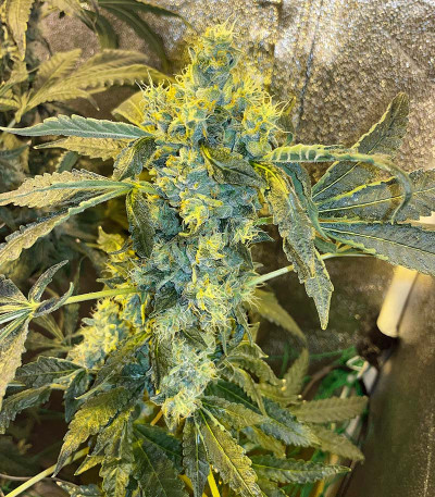 Bruce Banner #3 fem (Herbies Seeds)