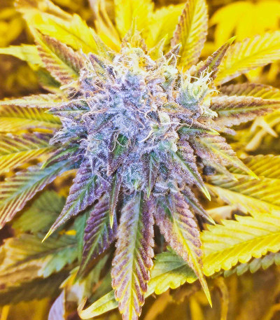 Сорт Bruce Banner # fem (AlphaFem Seeds)