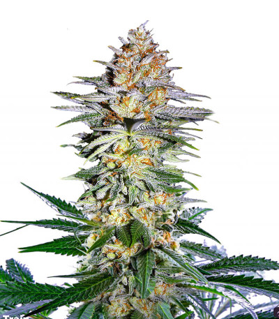 Сорт Alpha 21 fem (AlphaFem Seeds)