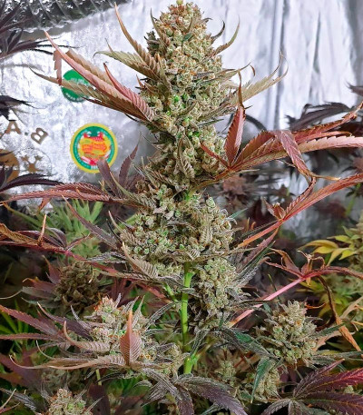 Сорт Dark Phoenix fem (Green House Seeds)