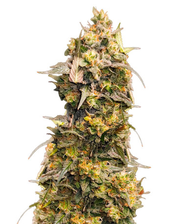 Сорт Fullgas fem (Green House Seeds)