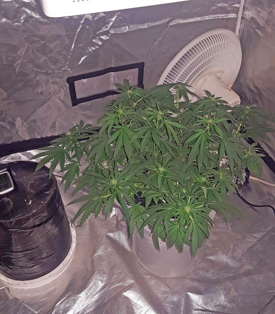 Сорт Afghan Kush X Black Domina fem (World of Seeds)