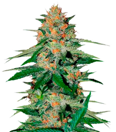 Сорт Delicious Candy reg (Delicious Seeds)