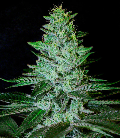 Сорт El Dorado OG fem (Paradise Seeds)