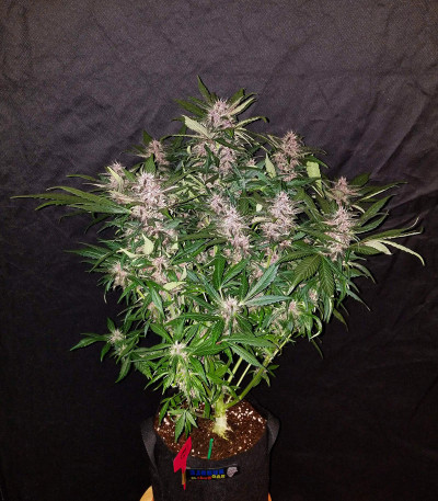 Сорт C4 auto fem