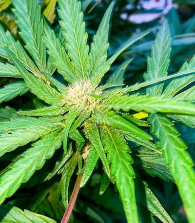 Сорт Glue Kripple fem (Dr. Krippling Seeds)