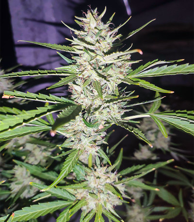 Сорт Gelato Glue Autoflower fem (Easy Grow Seeds)