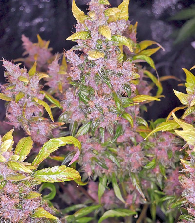 Сорт Blackberry auto fem (FastBuds)