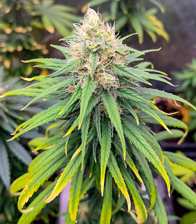 Сорт Lemon Drizzle fem (Barney's Farm)