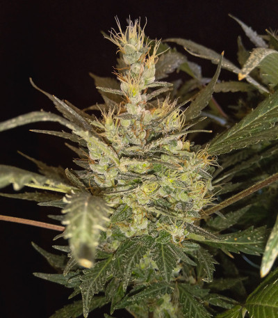 Сорт Auto Tutankhamon fem (Pyramid Seeds)