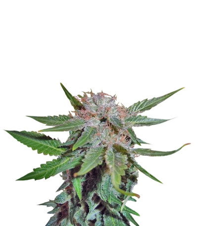 Сорт Royal Cheese fem (Fast Flowering)